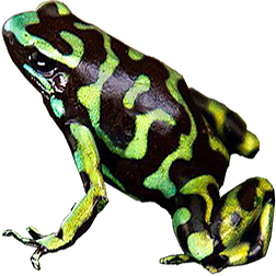 Reticulated Auratus